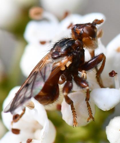 Myopa vicaria